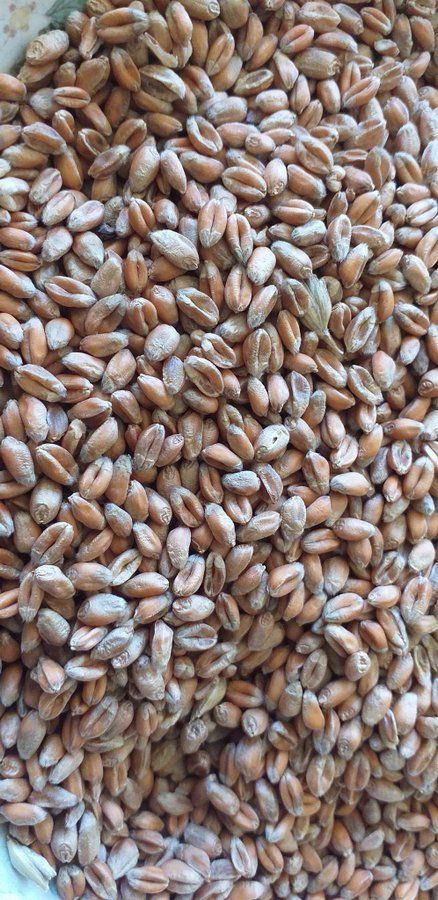 NATURAL VETE 15kg