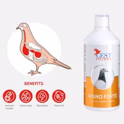 AMINO FORTE 1000ml
