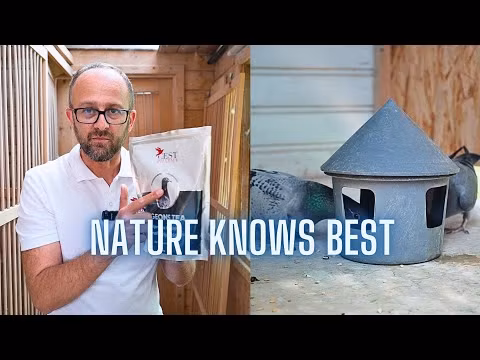 PIGEON’S TEA 300 g