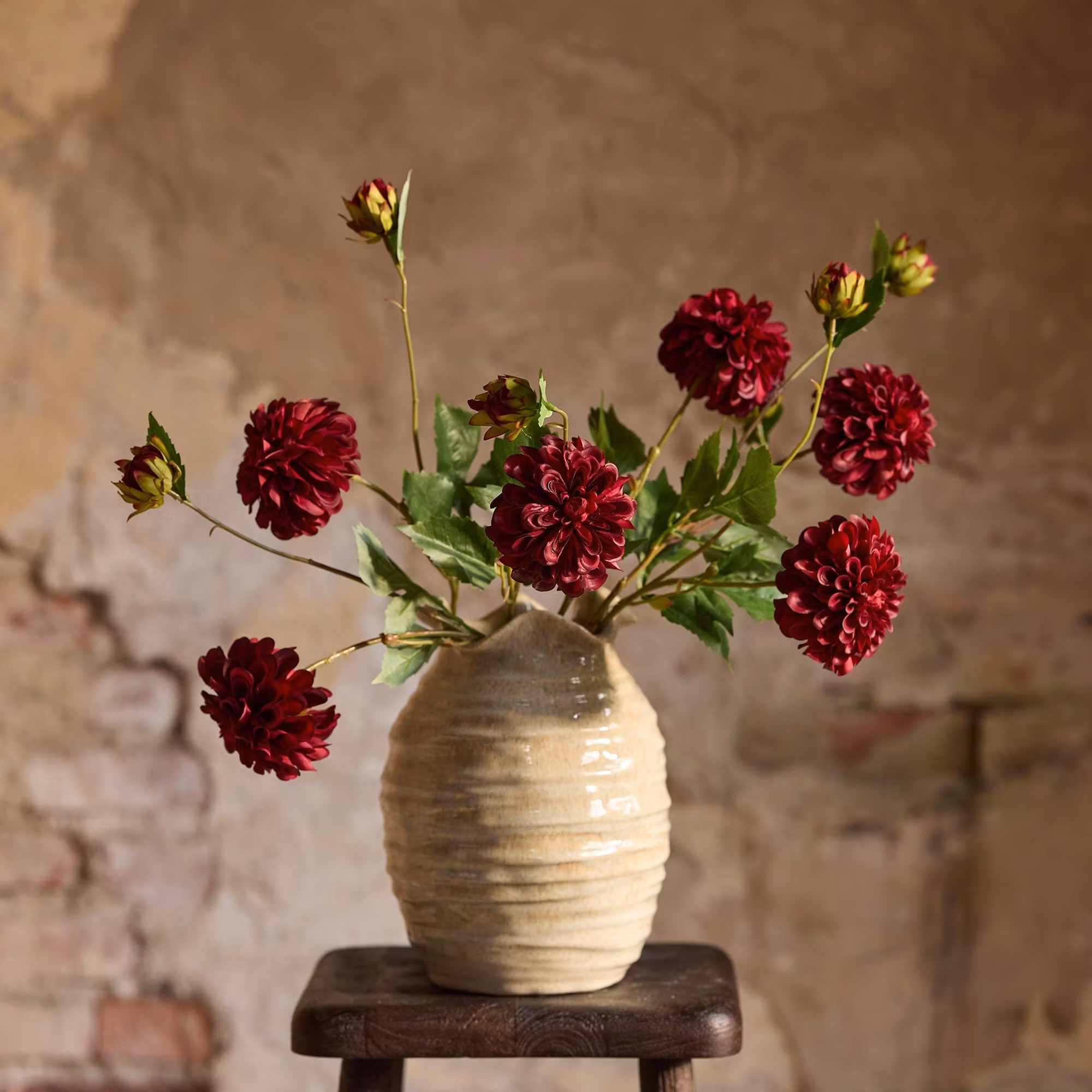 Chrysanthemum - Milto-living