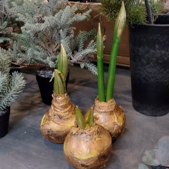 Amaryllis løg m/guld mellem