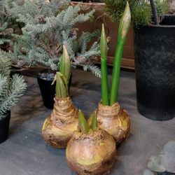 Amaryllis løg m/guld Stor