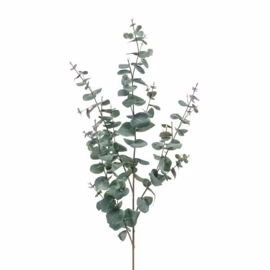 Eucalyptus gren