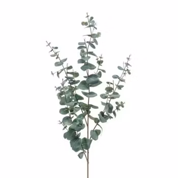 Eucalyptus gren