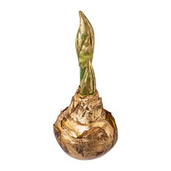 Amaryllis løg m/guld mellem