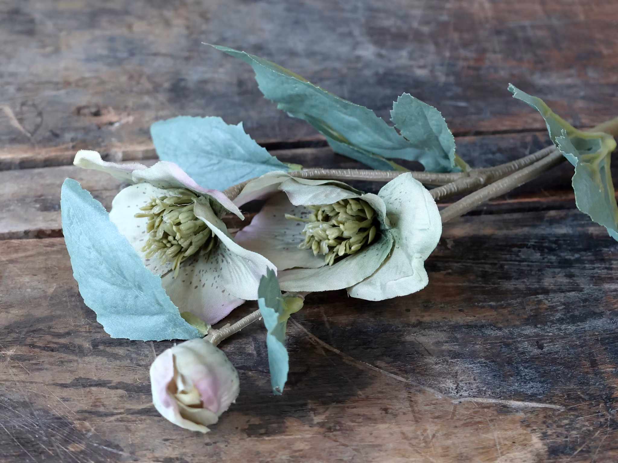 Fleur Julerose