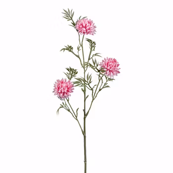 Rosa blomst