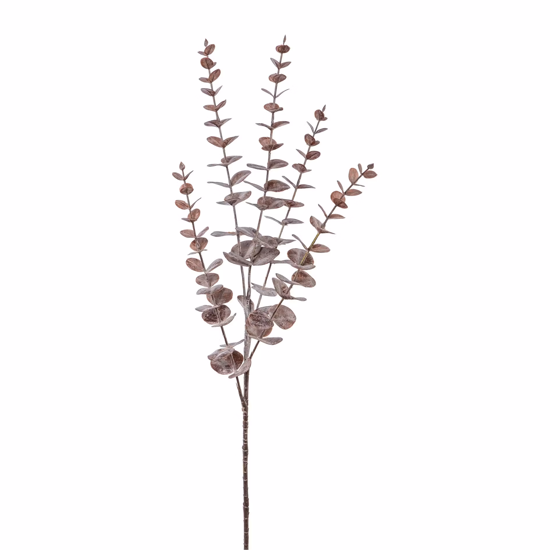 Eucalyptus bordeaux