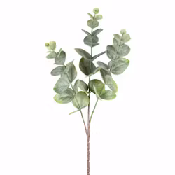 Eukalyptus støvet grøn
