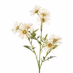Marguerit Creme