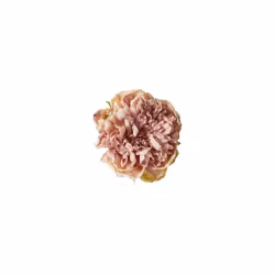 Peon hoved rose