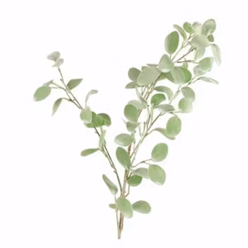 Eukalyptus runde blade