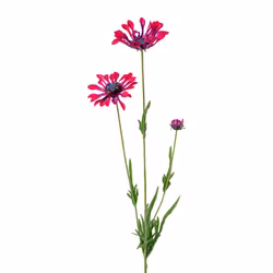 Kapmarguerit Bordeaux