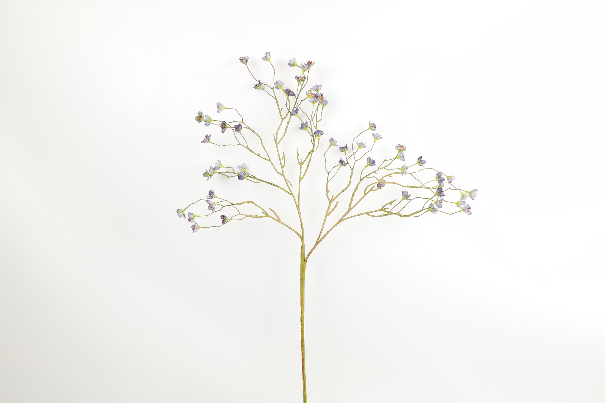 KIRSEBÆRGREN m/blomst