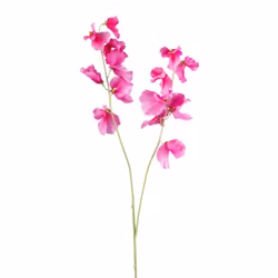 Ærteblomst pink