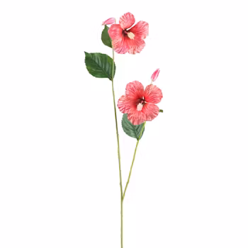 Hibiscus coral (hawaiiblomst)
