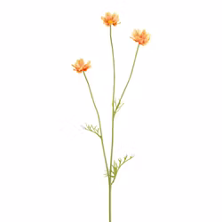Cosmos blomst orange