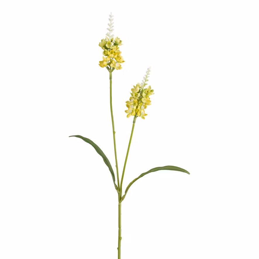 Lysimachia GUL H 63 cm