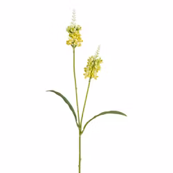Lysimachia GUL H 63 cm