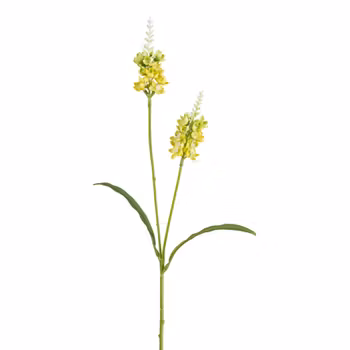 Lysimachia GUL H 63 cm