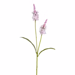 Lysimachia rosa H 63 cm