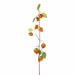 Japansk lygte orange