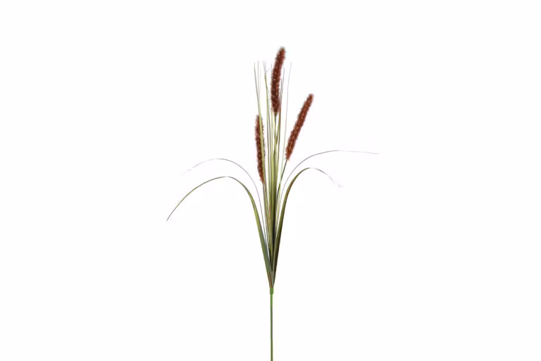 Alopecurus græs brun