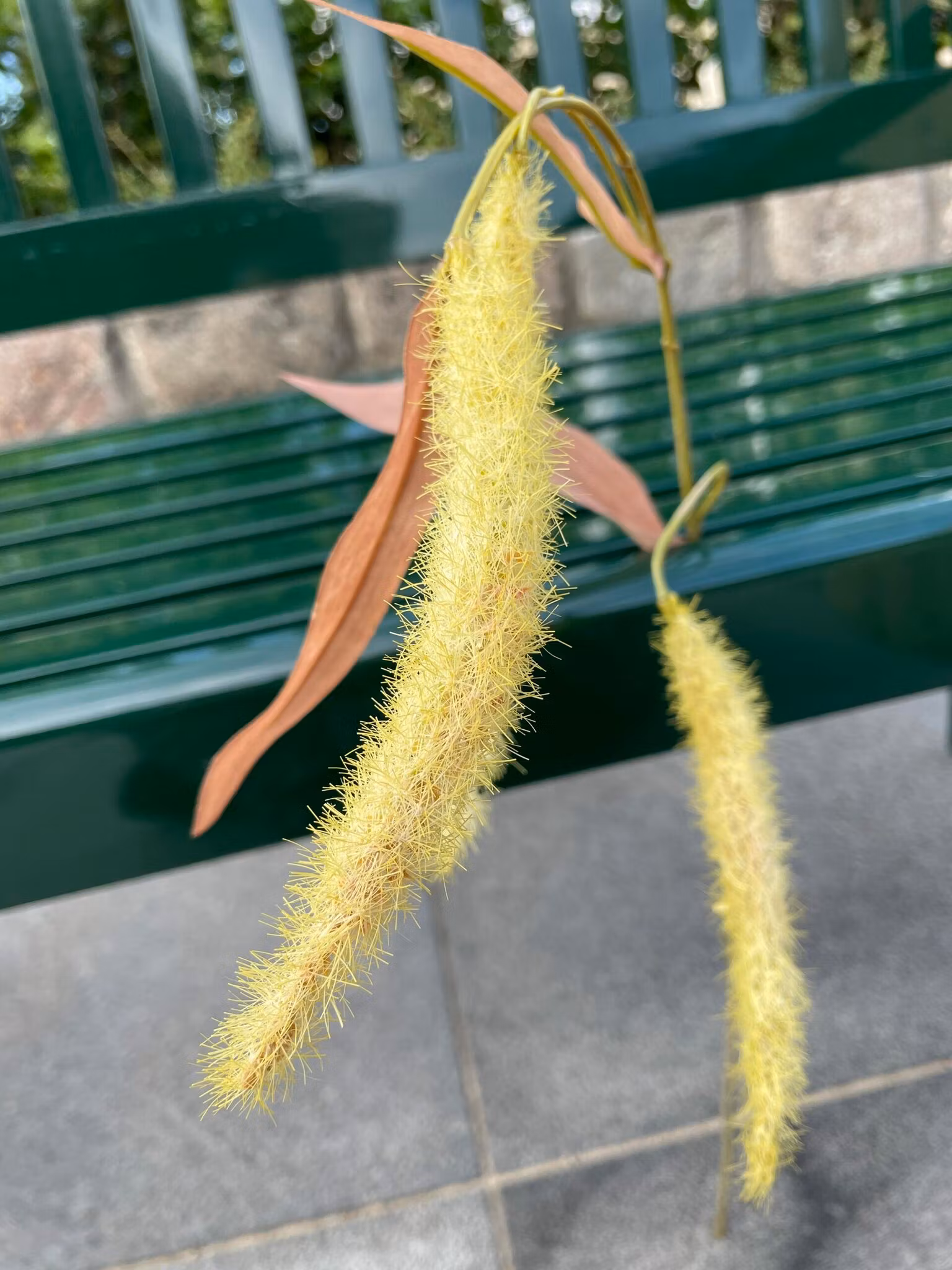Amaranthus lime