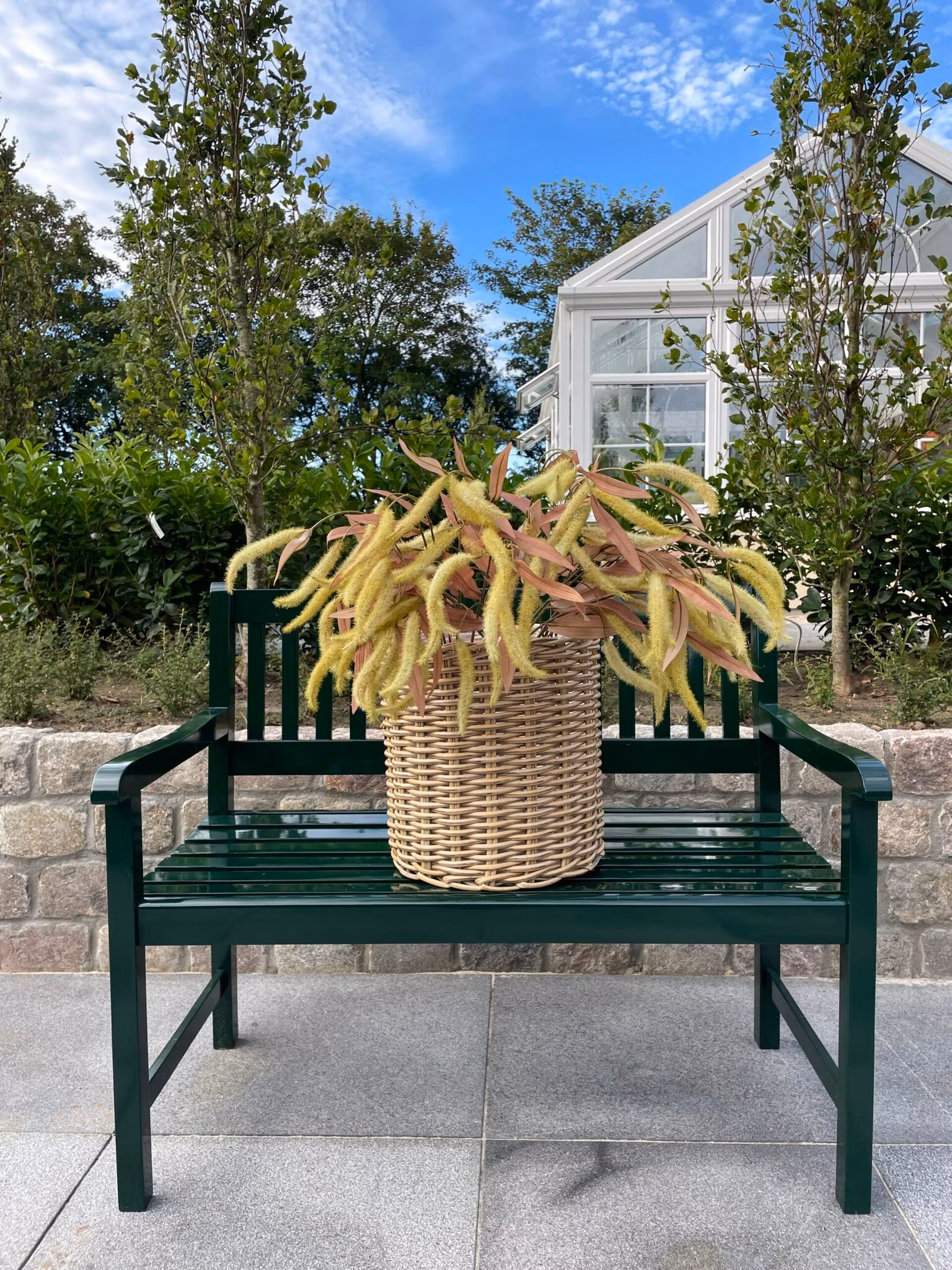 Amaranthus lime
