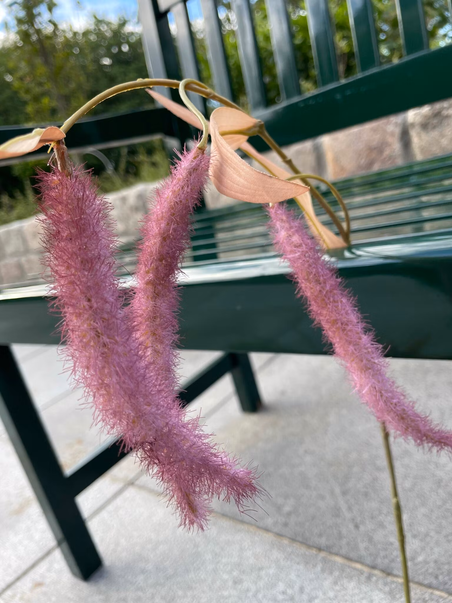Amaranthus lilla