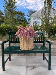 Amaranthus lilla
