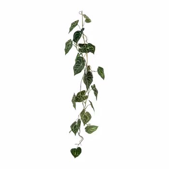Anthurium ranke