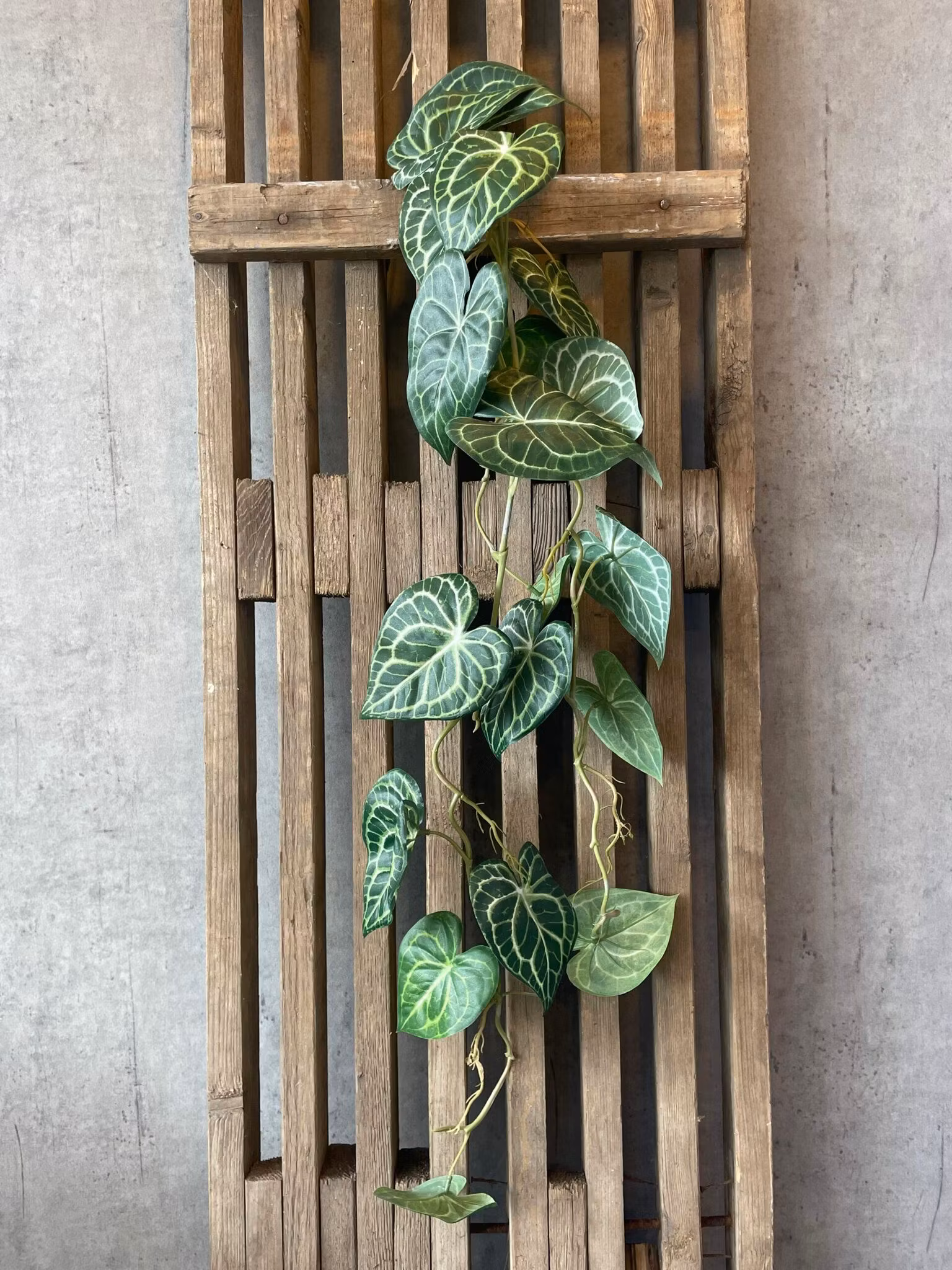 Anthurium ranke