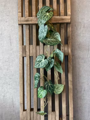 Anthurium ranke