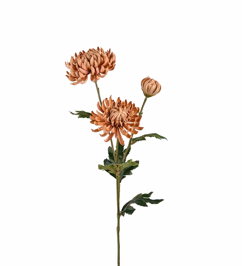 Chrysanthemum Beige