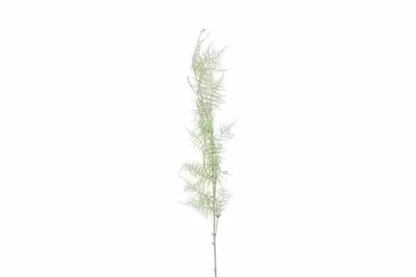 Euphorbia støvgrøn