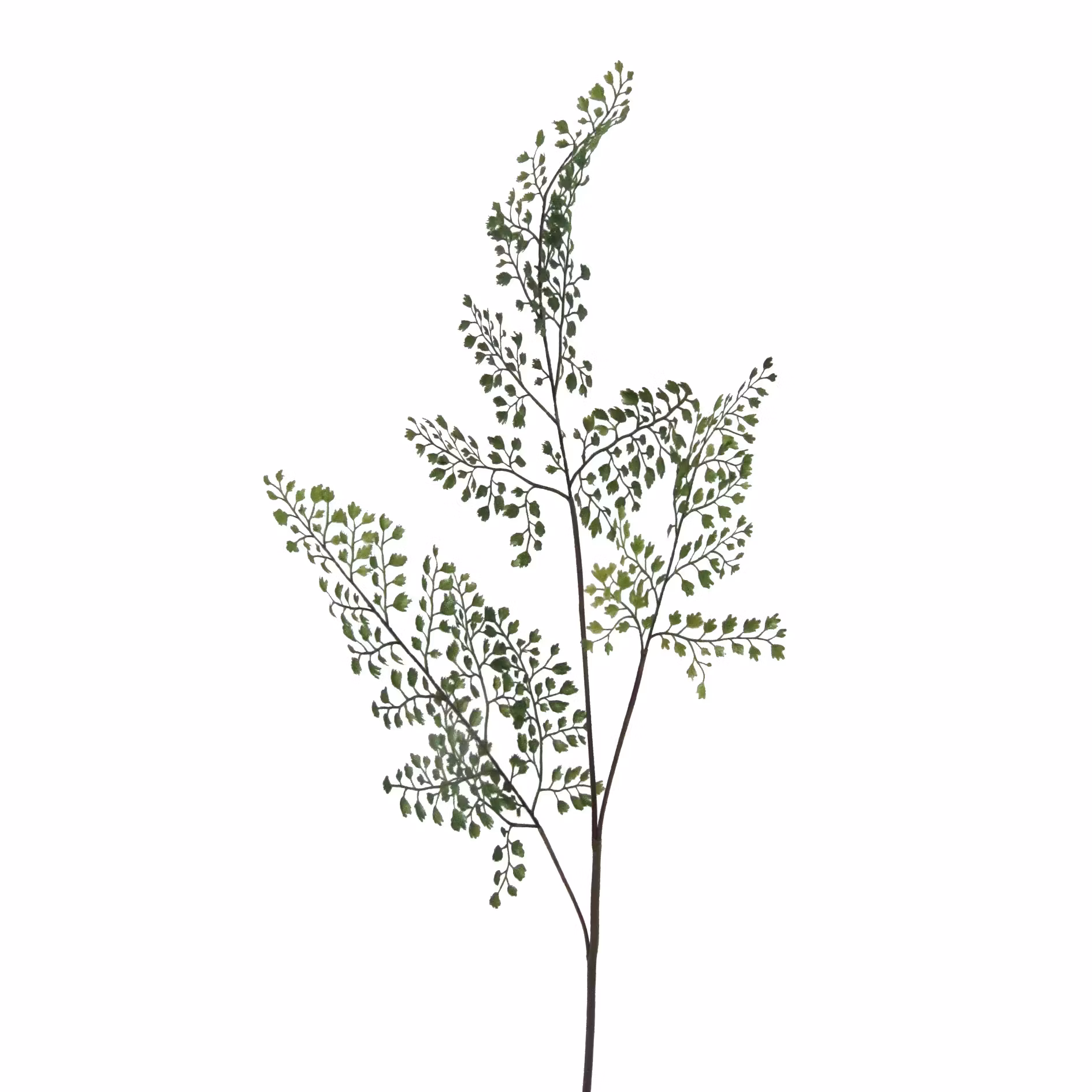 Adianthum gren