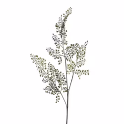 Adianthum gren
