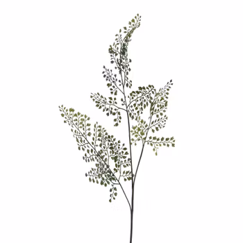 Adianthum gren