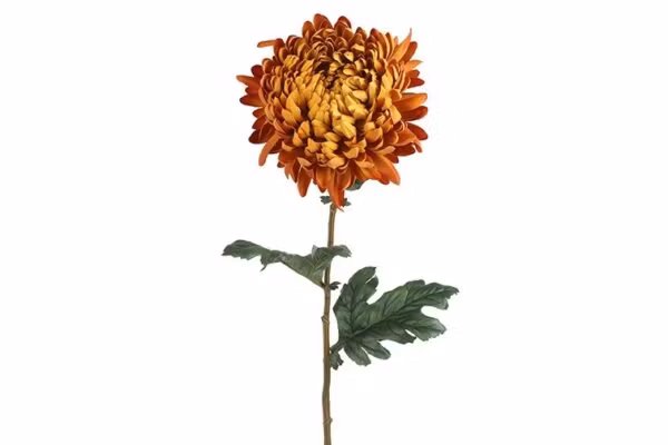 Chrysanthemum orange