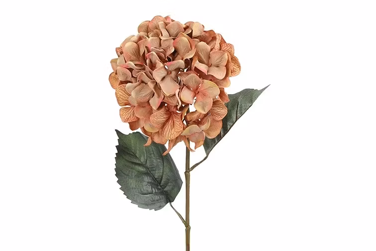 Hortensia Gammel rosa