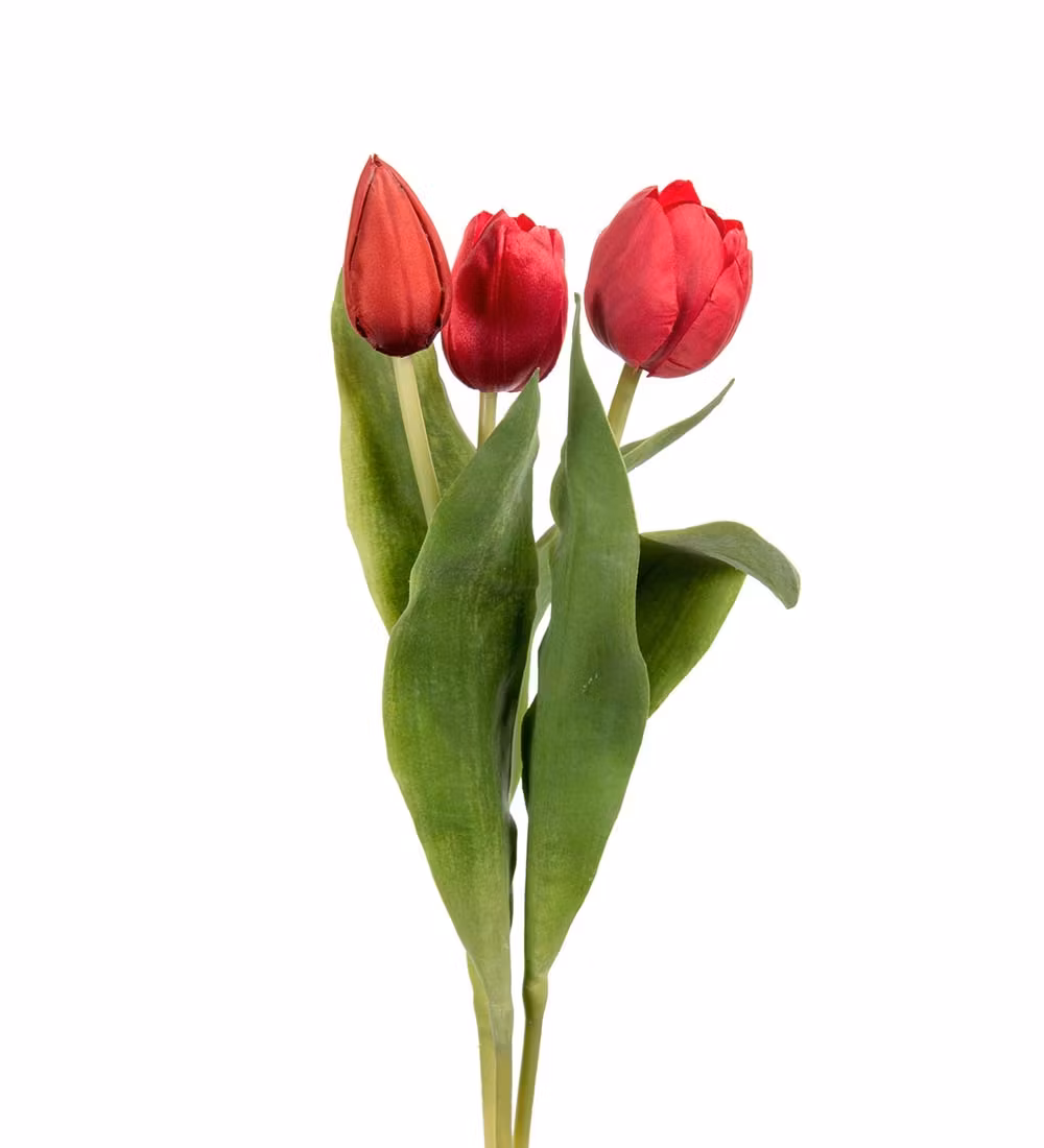 Tulipan Rød