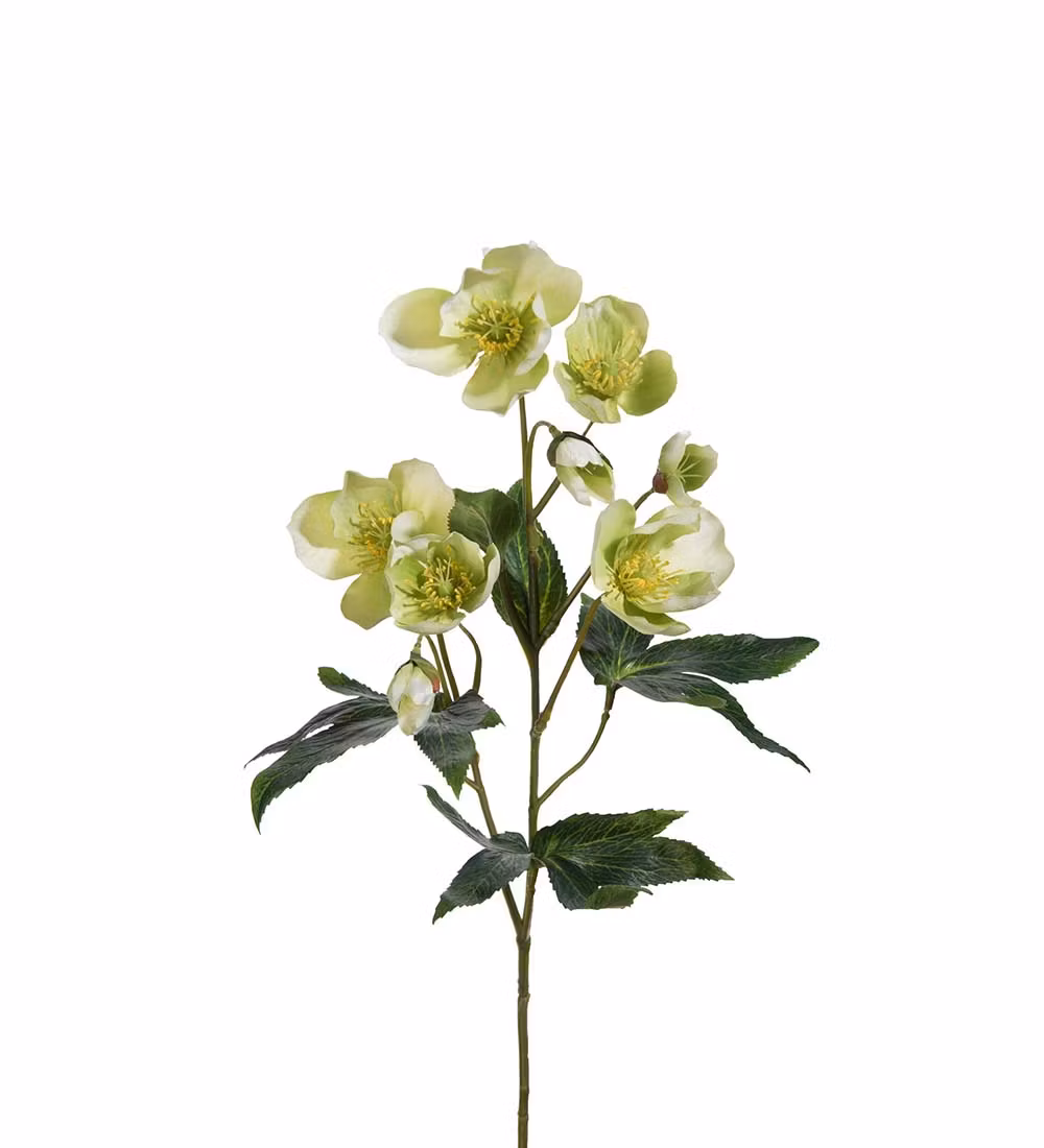 Jule rose Grøn/hvid