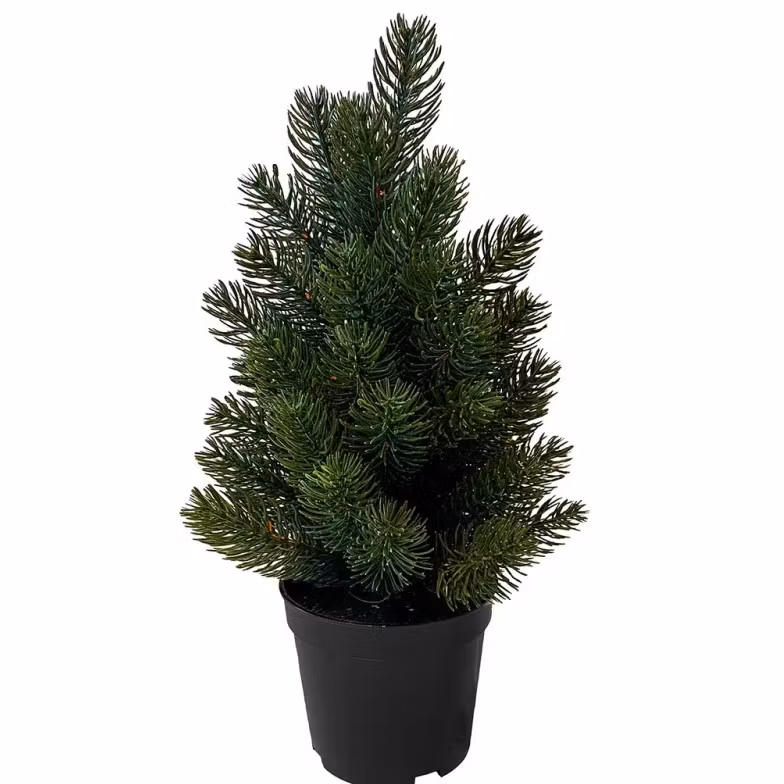 Juletræ i potte h 43 cm