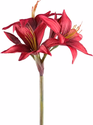 Amaryllis rød