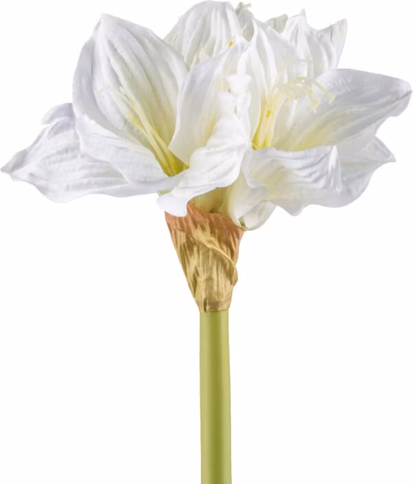 Amaryllis hvid