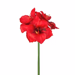 Amaryllis Rød -ny