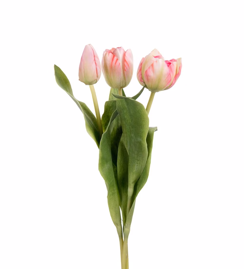 Papegøjetulipan Rosa