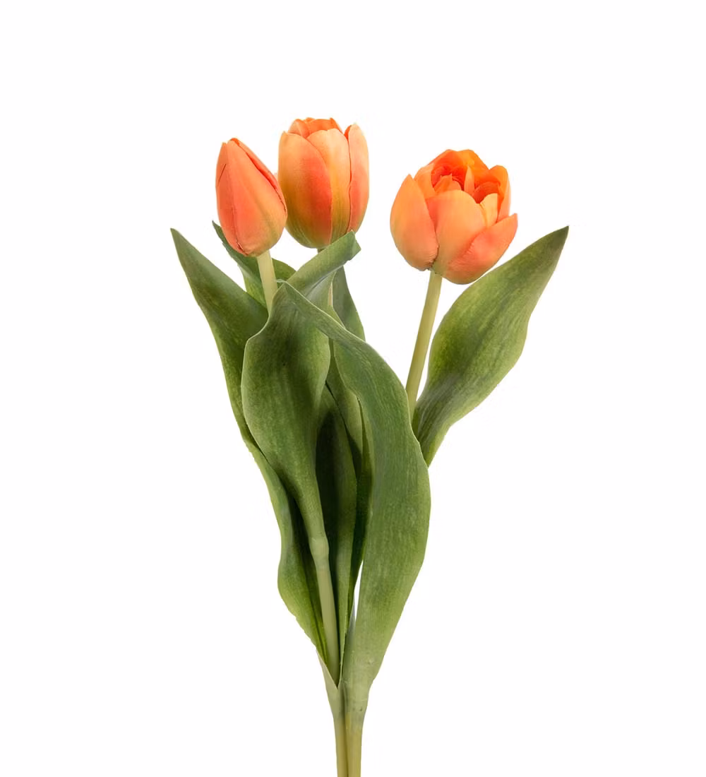 Papegøjetulipan Orange