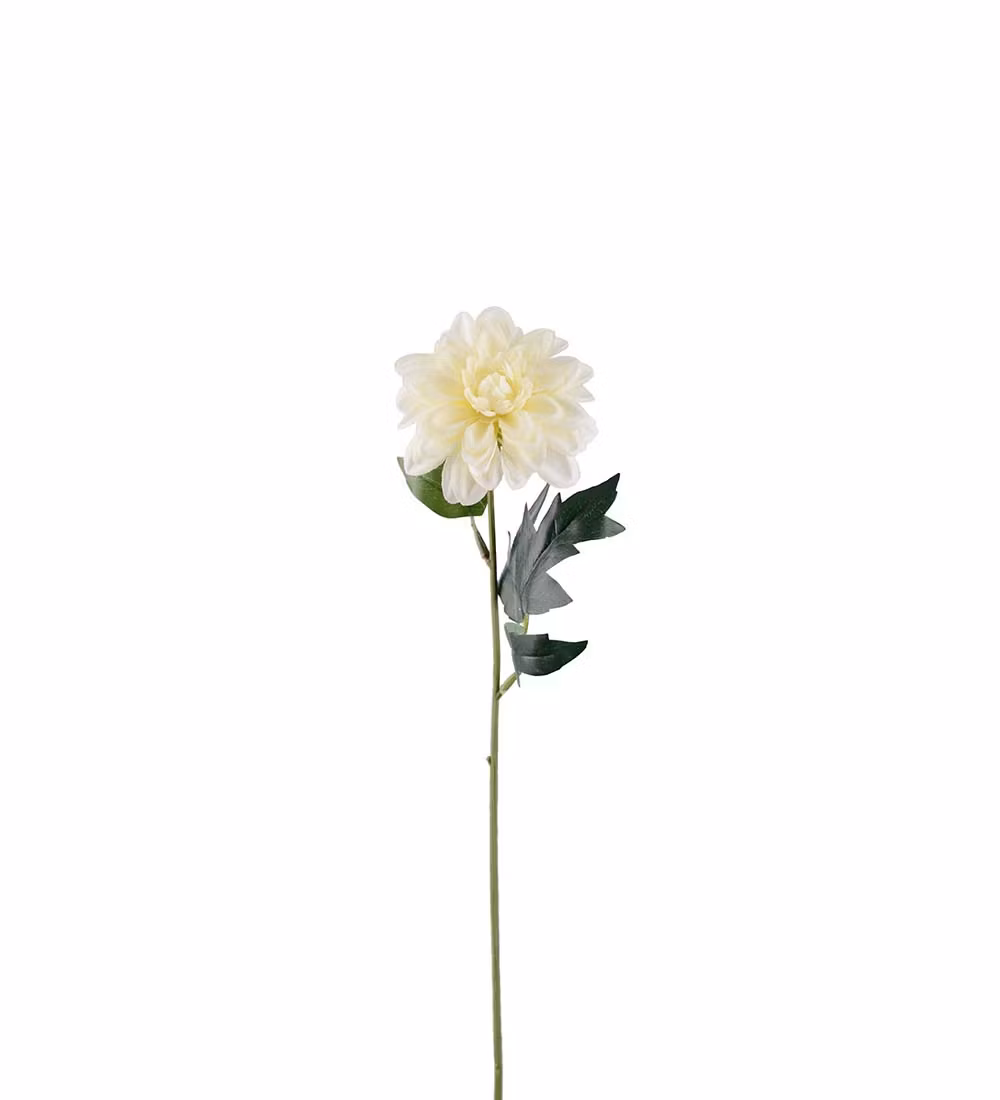 Zinnia blomst råhvid